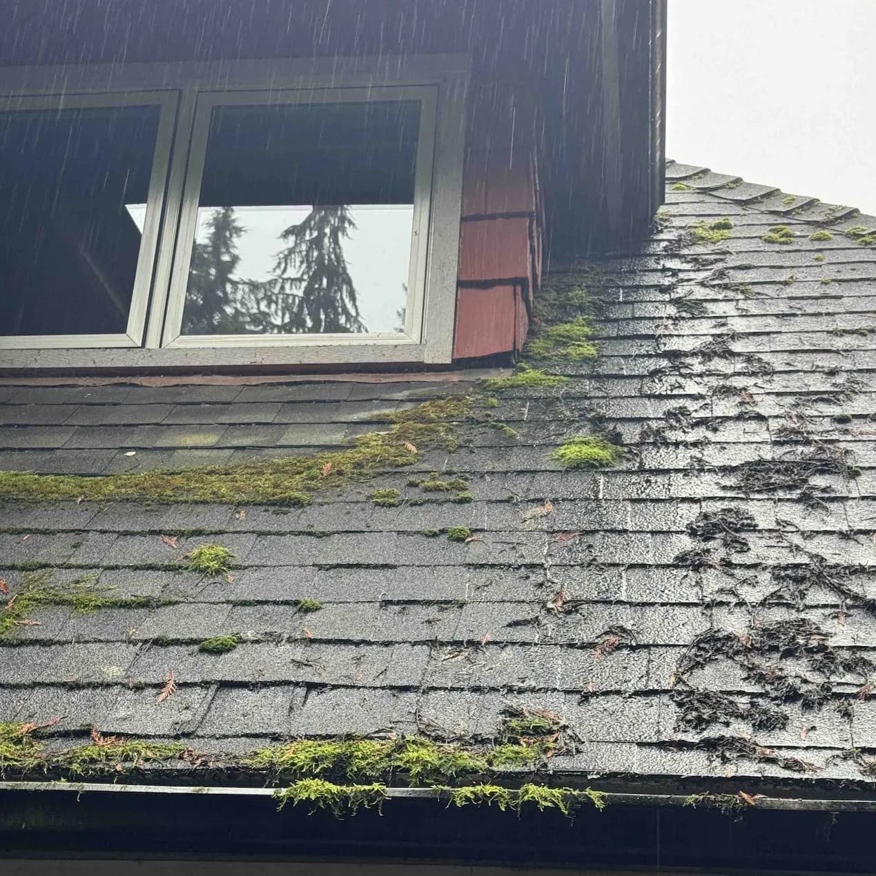 Burnaby roof heavy with moss before cleaning, gutters below full of debris