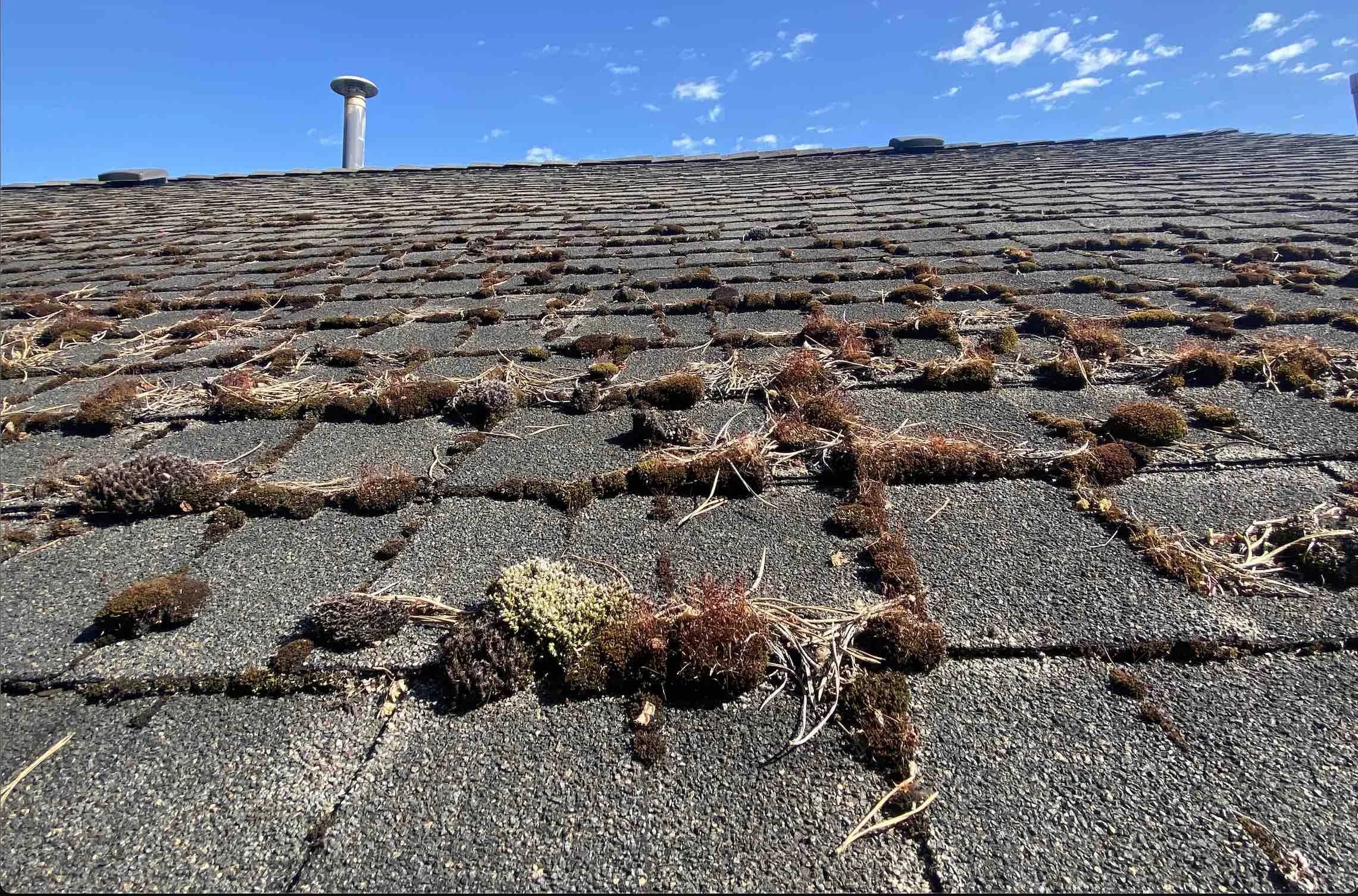 Burnaby roof with algae streaking before a soft wash